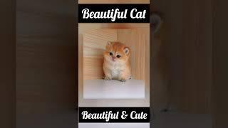 Beautiful Cat #beautiful #cat #animal #blogr #viralshorts #videoshort