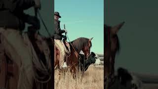 Working cows! #ranch #colorado #mountain #horse #cowboy #cow #horsemanship #horseman #best #heaven