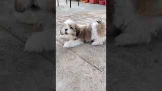 Shih tzu barking