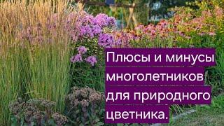 ПЛЮСЫ и МИНУСЫ многолетников для природного цветника.