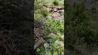 Bankoti Village Mountain View #shorts