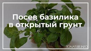 Посев базилика в открытый грунт | toNature.Info