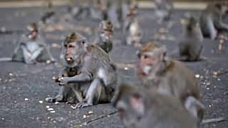 The 100th Monkey Effect - Collective Consciousness