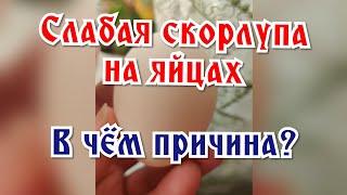 Слабая скорлупа на яйце: в чём проблема?