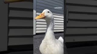 البطه البطه البطة | مقطع مضحك | البطه تاكل شيبس | بطه كيوت | مقلب البطة | duck