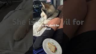 She is the devil for food #alaskanmalamute #dog #husky #foryou