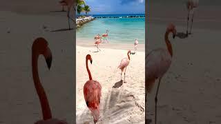 Aruba, Pink Flamingo Beach