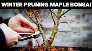 How To Prune Japanese Maple Bonsai in Winter️