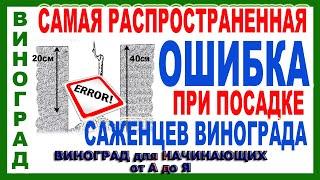   Эту ошибку при посадке винограда невозможно затем исправить. Посадка саженцев винограда.