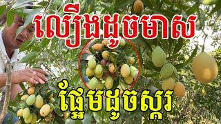 លឿងដូចមាស ផ្អែមដូចស្ករ បាត់ដំបងទឹកដីល្អដាក់អ្វីក៏ត្រូវ