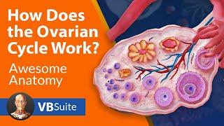 How Does the Ovarian Cycle Work?