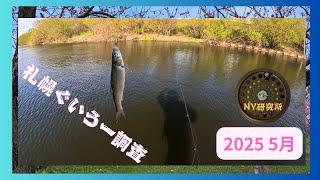 2025年5月　春の河川調査釣り①　札幌　毎年恒例　ぐいうー うぐいんぐ　フライフィッシング　北海道