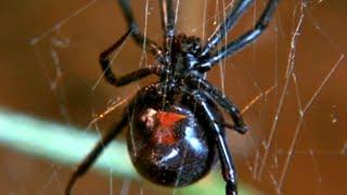 Facts About Spiders  - Secret Nature | Spider Documentary | Natural History Channel