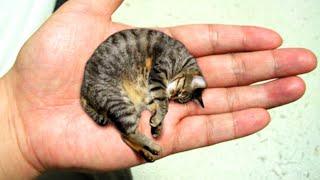 20 Smallest Cat Breeds in The World!