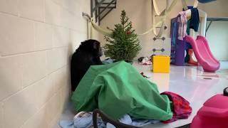 Mave Plays with Gift Bag