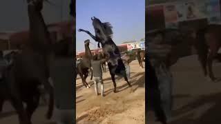 #horse fight#viral #video#shortsfeed#like#subscribe