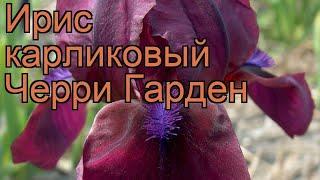 Ирис карликовый Черри Гарден (iris pumila)  обзор: как сажать, рассада ириса Черри Гарден