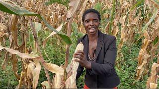 GLIRICIDIA sepium: "A Wonder Tree for the Small Scale Farmer"