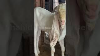 White gold at shahid goat farm Delhi