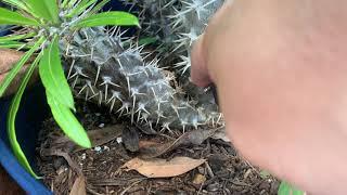 Propagating Madagascar Palms