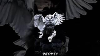 owls are insane ️