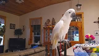 Cockatoo & Grilled Cheese 