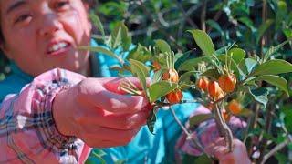 山里人做“酱猪蹄”，香料染料野外找|Pure natural fragrance and coloring agent for "pig trotters with sauce"【乡野莲姐】