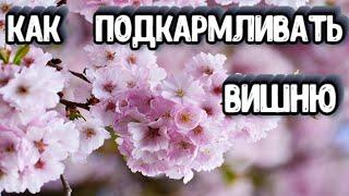 ПОДКОРМКА ДЛЯ ВИШНИ ПО ПОРЯДКУ - Как и Чем Подкармливать Вишню Для Шикарного Урожая