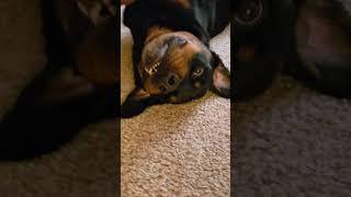 Silly Dog! Bosco being Silly - Look at that Face #shorts #dogs #goofy #teeth #dogsofyoutube