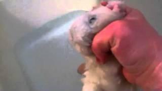 Webkinz pool party