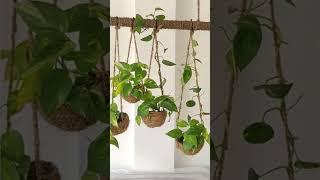 #garden4u #plant #houseplant #houseplants #plants #indoorplants #diy #garden