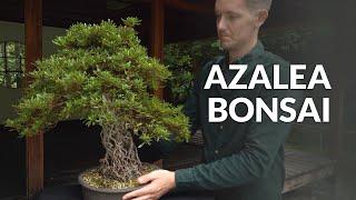 Azalea Bonsai care