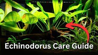 ULTIMATE Echinodorus Plant Care Guide! All Beginner Tips for Amazon Sword plants