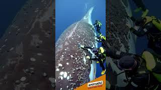 AnimalAI 471 -  Diver cleans the marine creatures clinging to the dolphin body #whale