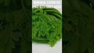 moringa Indonesia exporter.  for more information +6287865026222