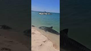 Watch your toes!! A tiger shark was spotted ON the shore. Captured by Ruthy Roo #shark #nature