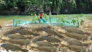 Boy Lam used a net to catch fish in the stream, luckily caught a lot of fish. | Wandering boy