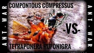 ANT WAR