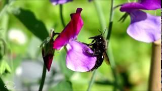 Rare, gigantic European bee - violet carpenter bee - Garden Wildlife