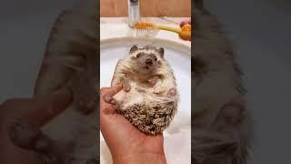 Ежик купается Hedgehog милый