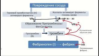 Физиология крови. Часть 4. Гемостаз.