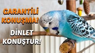 Garanti Sonuçlar! Konuşan Muhabbet Kuşu Eğitimi: Dinlet, Muhabbet Kuşunu Konuştur!