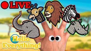  Hello Everything!  Livestream | Finger Family Nursery Rhymes & Animation