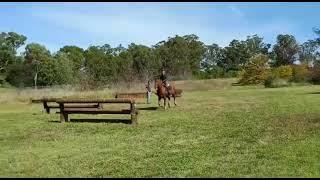 Eventing - cross country schooling a Thoroughbred