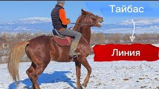 Тайбас