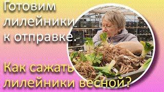 Готовим лилейники к отправке. Как сажать лилейники весной? / Сад Ворошиловой