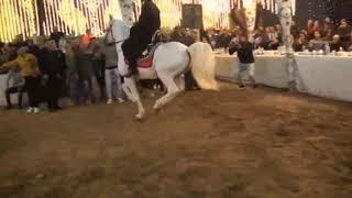 Arabian Horse dancing in Egypt