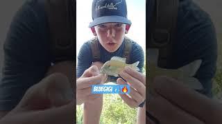 fishing in Austin part#4 #fishing #funny #fypシ゚viral #wildlife