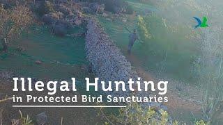 Illegal Hunting in Buskett & Comino