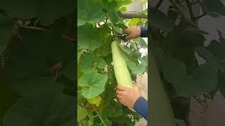 harvest bottle gourd #harvesting #gardening #vegetables #shorts